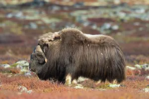 Ovibos: Muskox bull Muskox bull in tundra in autumn Sunndalsfje