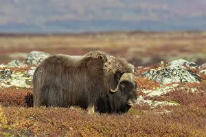 Ovibos: Muskox bull Muskox bull in tundra in autumn Sunndalsfje