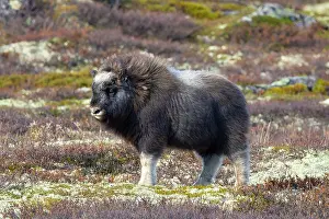 Muskox: Muskox calf