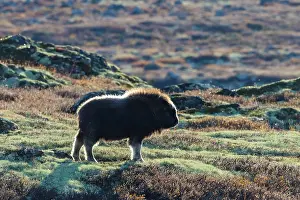 Muskox: Muskox calf