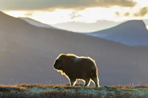 Muskox: Muskox calf