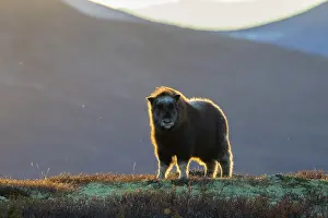 Muskox: Muskox calf