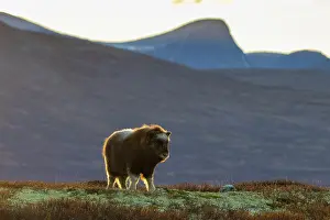 Muskox: Muskox calf