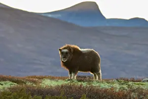 Muskox: Muskox calf