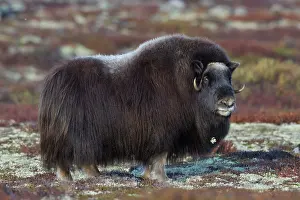Ovibos: Muskox cow Muskox cow on tundra in autumn Sunndalsfjell
