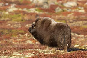 Musk: Muskox cow Muskox cow on tundra in autumn Sunndalsfjell