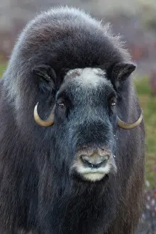 Ovibos: Muskox cow portrait Muskox cow portrait Sunndalsfjella N