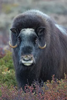 Ovibos: Muskox cow portrait Muskox cow portrait Sunndalsfjella N