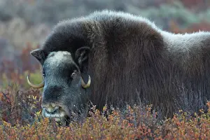 Ovibos: Muskox cow portrait Muskox cow portrait Sunndalsfjella N