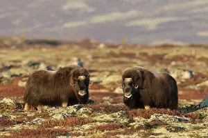 Musk: Muskox cows Muskox cows in tundra in autumn Sunndalsfje
