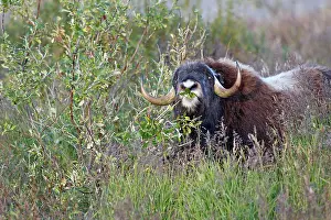 Musky: Muskox - eating willow