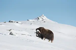 Musk: Muskox female winter
