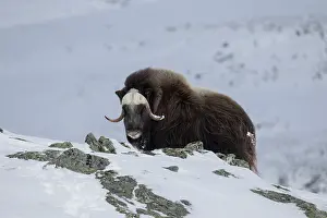Musk: Muskox female winter