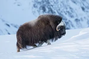 Musk: Muskox female winter