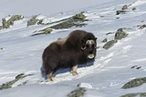 Musk: Muskox female winter