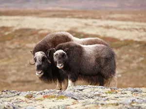 Ovibos: muskox - female and young