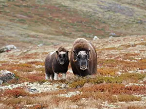 Ovibos: Muskox - female and young