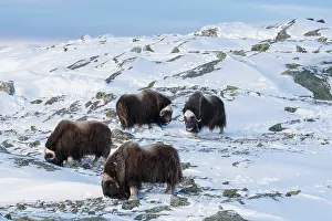 Musk: Muskox group