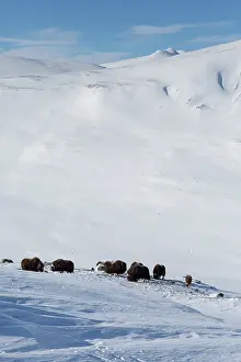 Musk: Muskox group