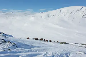 Musk: Muskox group