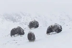 Musk: Muskox group