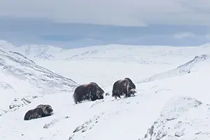 Musk: Muskox group
