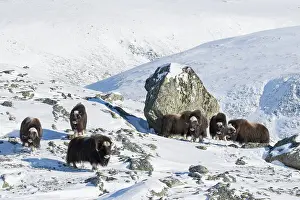 Musk: Muskox group