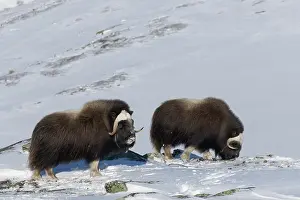 Musk: Muskox group