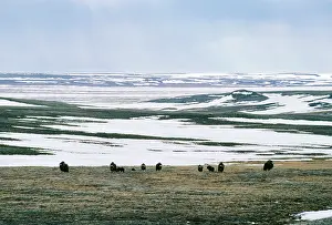 Ovibos: MUSKOX - herd grazing
