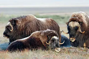 Musky: Muskox - male on the right