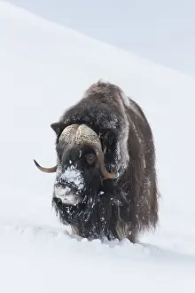 Musk: Muskox male winter