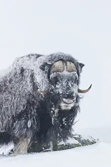 Musk: Muskox male winter