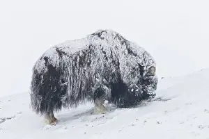 Musk: Muskox male winter
