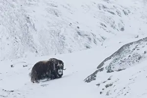 Musk: Muskox male winter