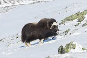 Musk: Muskox male winter