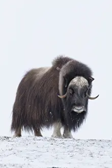 Musk: Muskox male winter