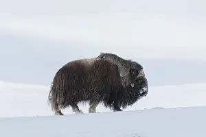 Musk: Muskox male winter