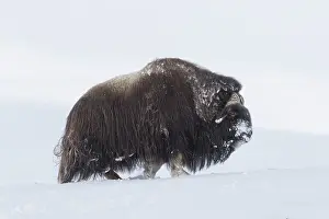 Musk: Muskox male winter
