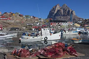 Harbours: Muskox meat at the harbour of Uummannaq - Greenland