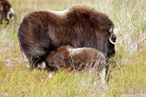 Musky: Muskox - mother feeding calf