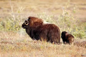 Musky: Muskox - mother and young