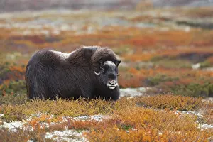 Musk: Muskox (Ovibos moschatus) in autumn tundra, Dovrefjell