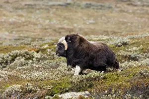 Musk: muskox (Ovibos moschatus) female in landscape