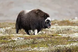Musk: muskox (Ovibos moschatus) female in landscape