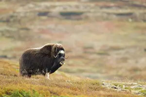 Muskox: Muskox (Ovibos moschatus) look to the camera, N