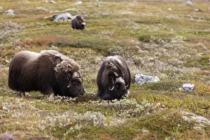 Musk: muskox (Ovibos moschatus) male and female in la