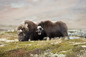 Musk: muskox (Ovibos moschatus) male and female in la