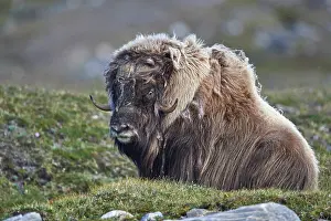 Muskox: Muskox (Ovibos moschatus) in the tundra, Pointe