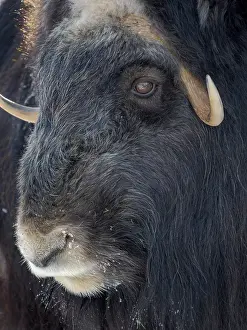 Muskox: Muskox (Ovibos moschatus) during winter, Finland