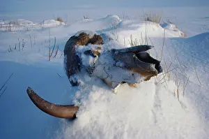 Ovibos: Muskox skull in snow